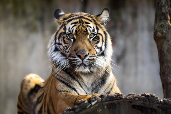 sumatran tiger staring directlt in the camera
